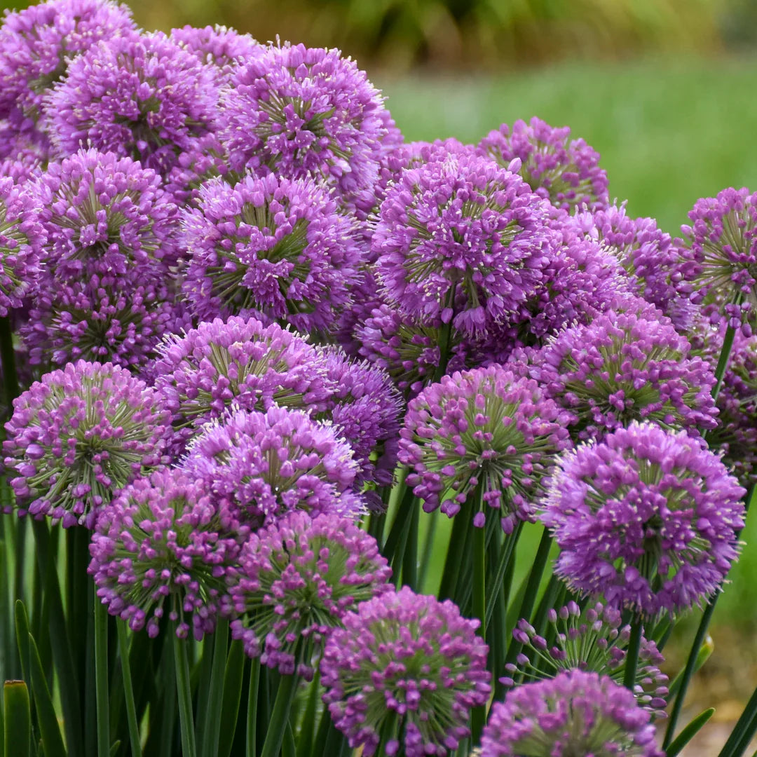 Allium 'Serendipity' Ornamental Onion – evergreen