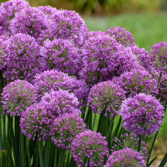 Allium 'Serendipity' Ornamental Onion – evergreen