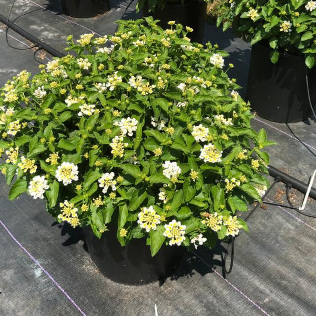 homeandgardensforless.com