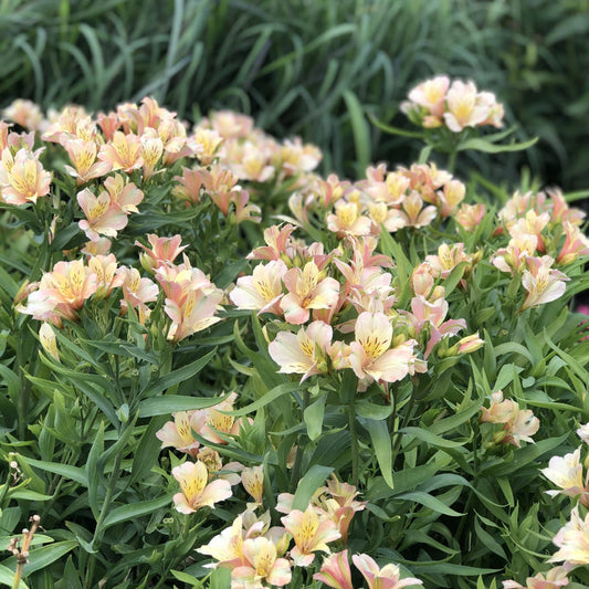 Close-up of Alstroemeria ‘Inca Ice’ showing elongated petals with speckled inner markings