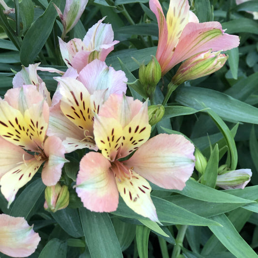 Cluster of Alstroemeria ‘Inca Ice’ plants in full bloom, featuring pastel peach and yellow lily-like flowers