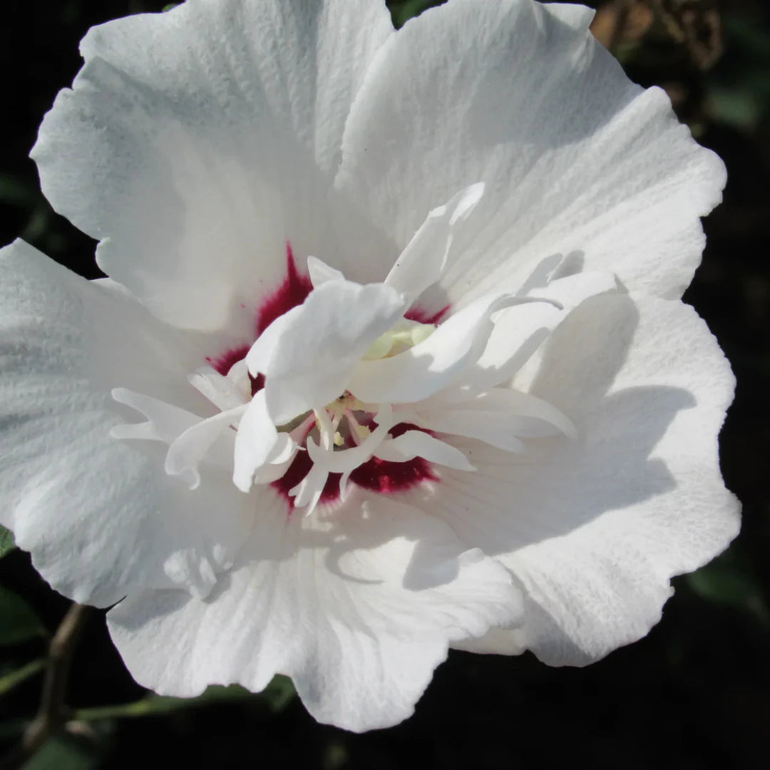 Althea Morning Star Rose of Sharon shrub with large white and pink centered blooms