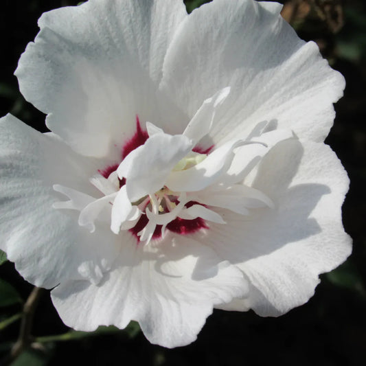 Althea Morning Star Rose of Sharon shrub with large white and pink centered blooms