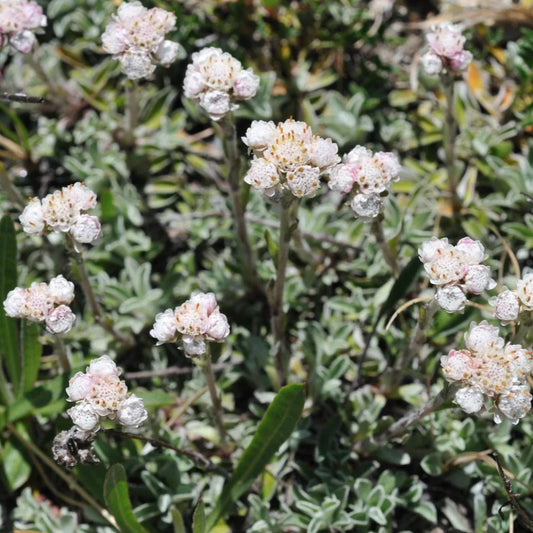 Antennaria carpatica 'White Pussytoes' – evergreen