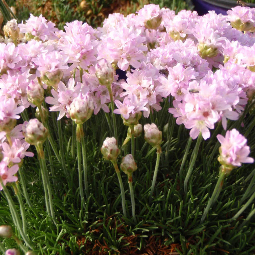 Armeria maritima 'Victor Reiter' Sea Thrift – evergreen