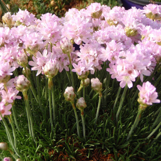 Armeria maritima 'Victor Reiter' Sea Thrift – evergreen