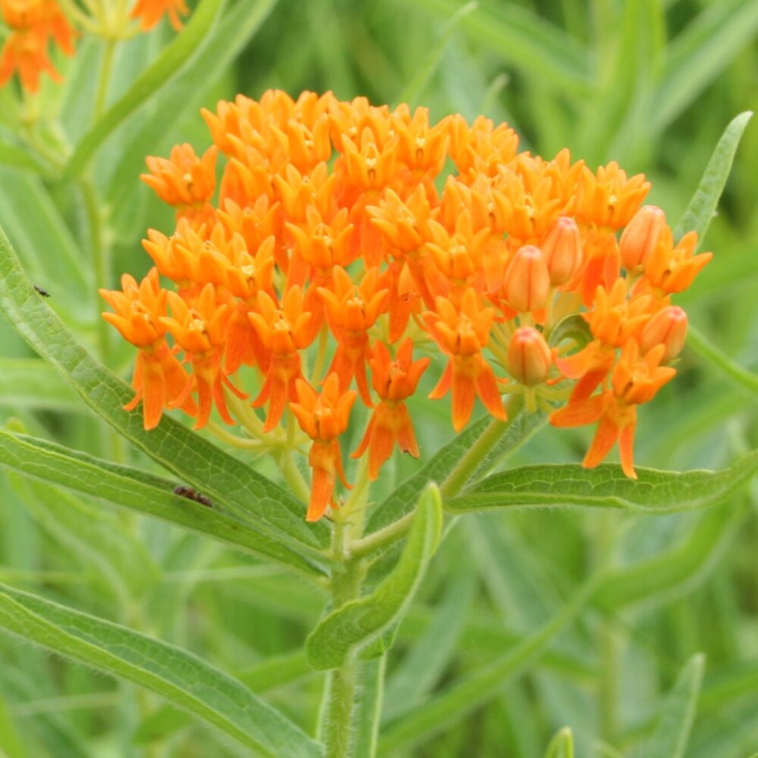 Asclepias tuberosa Butterfly Milkweed growing in full sun garden