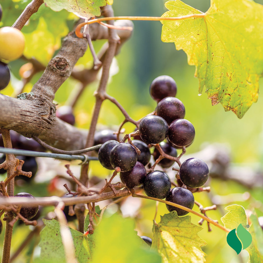 Muscadine grapevine Cowart variety trained on a trellis in a garden setting