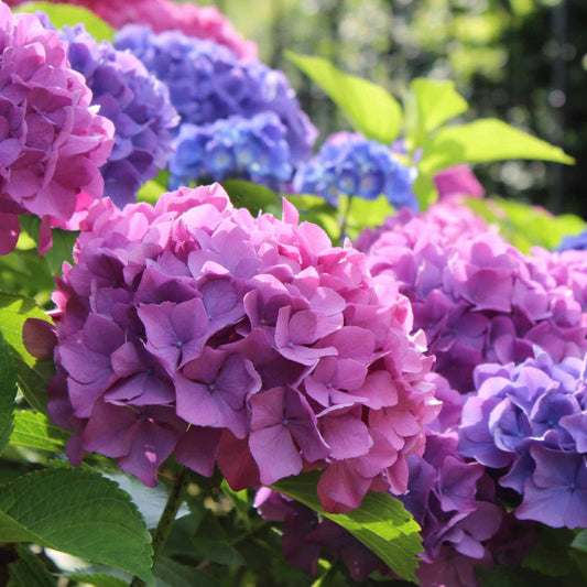 Merritts Supreme Hydrangea plant with lush green foliage and bright flowers