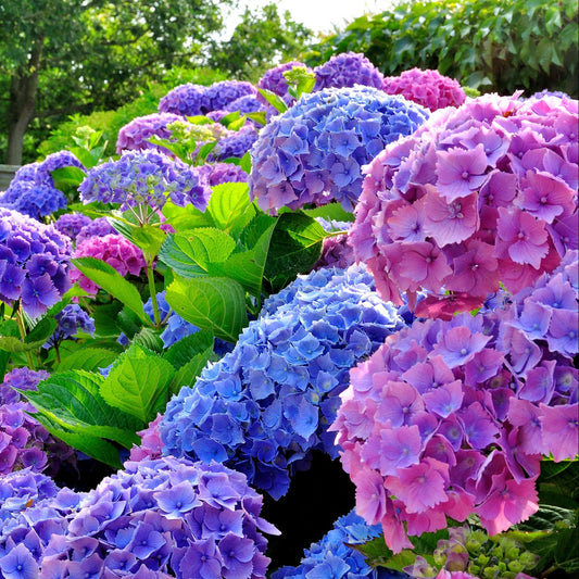 Hydrangea Merritts Supreme with large pink blooms at Pixies Gardens