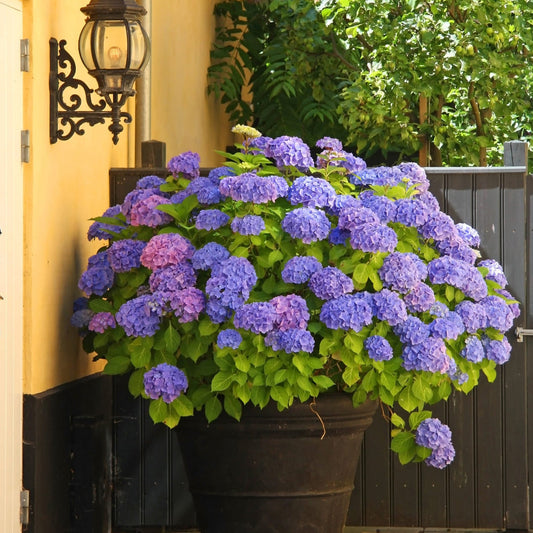 Hydrangea Merritts Supreme shrub displaying vivid pink blooms in the garden