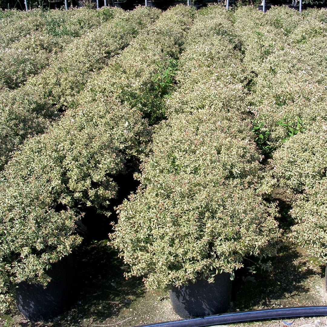 Variegated Confetti Abelia shrub used for landscape border planting