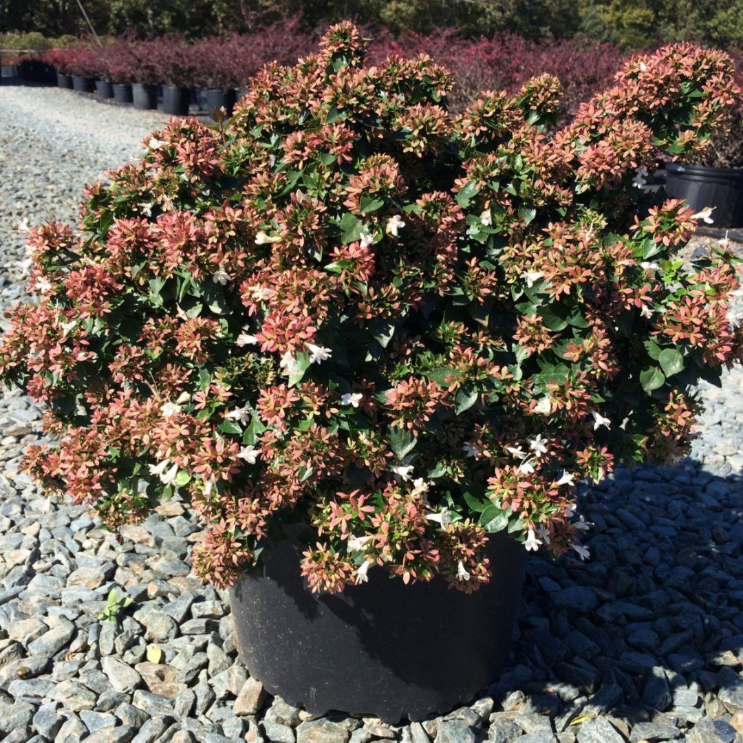 Healthy Abelia Rose Creek plant in a nursery container with vibrant leaves.