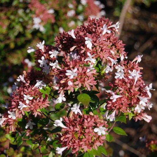 Close-up of Abelia Rose Creek displaying white-to-pink seasonal blooms.