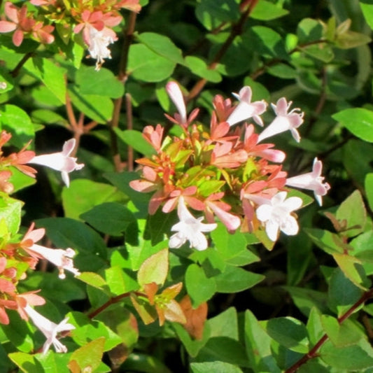 Abelia Rose Creek shrub highlighting its glossy foliage and neat growth habit.