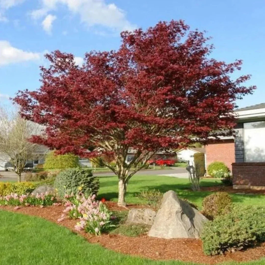 Red Dragon Japanese Maple laceleaf branches and vibrant red foliage
