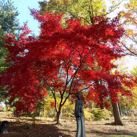 Bloodgood Maple in Pot