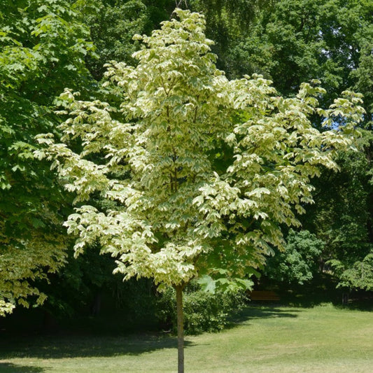 Butterfly Japanese Maple – ornamental plant