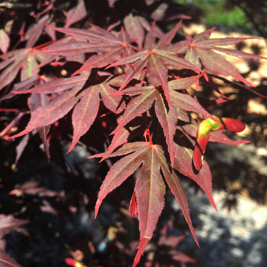 Dragon Tears Japanese Maple – ornamental plant