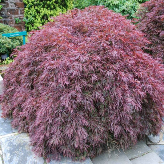 Acer palmatum Garnet red laceleaf Japanese maple close up