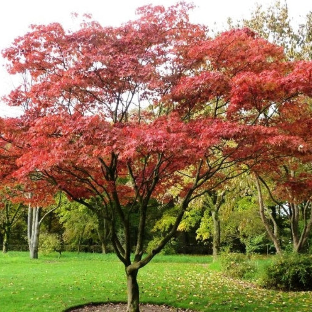 Fully grown Osakazuki Japanese Maple showcasing vibrant red fall color