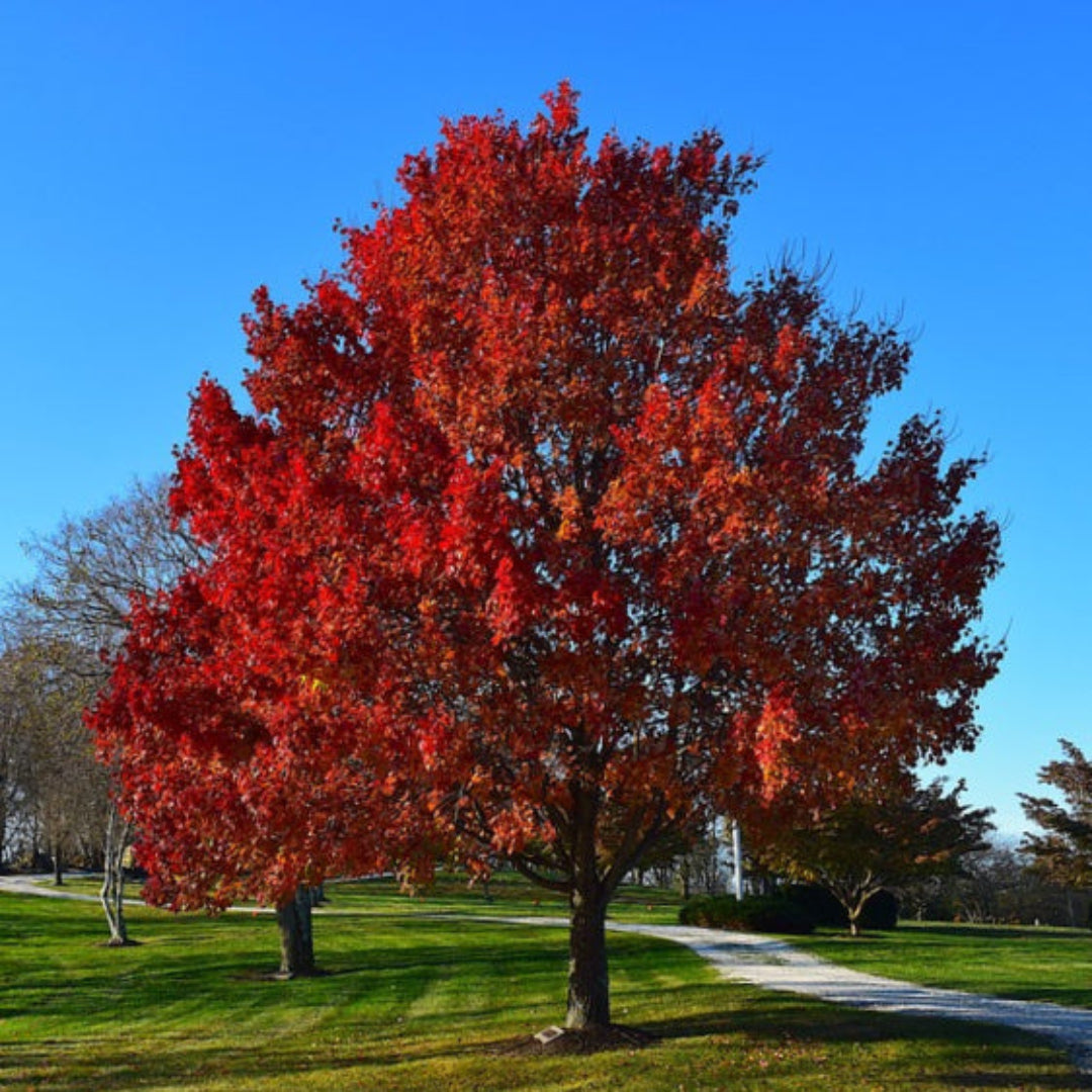 Acer rubrum Sun Valley red maple tree in landscape planting