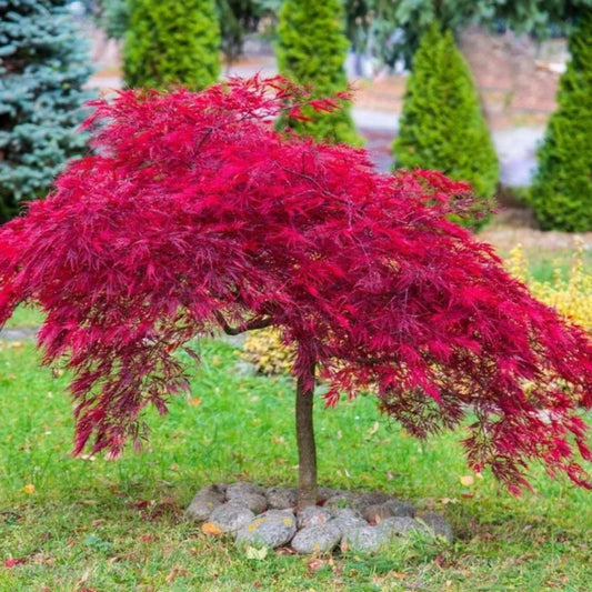 Acer Inaba Shidare Japanese Maple Leaves