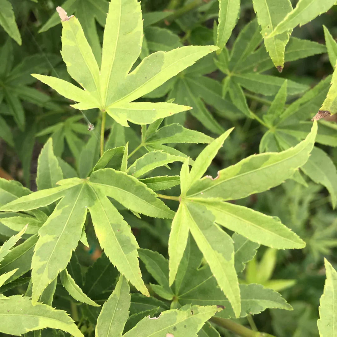 homeandgardensforless.com