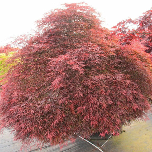 Inaba Shidare Japanese Maple Tree Red Foliage