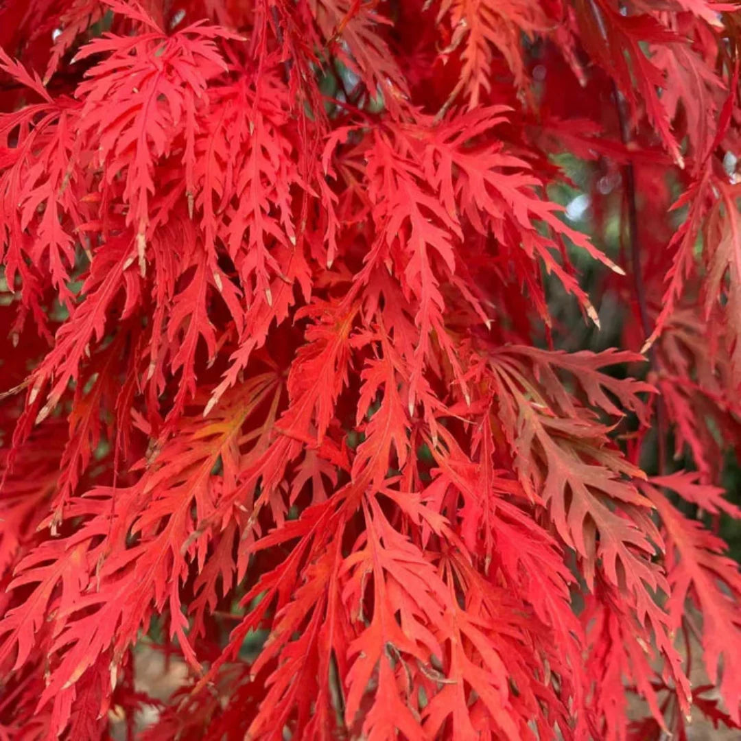 Orangeola Japanese Maple showing bright orange-red cascading foliage