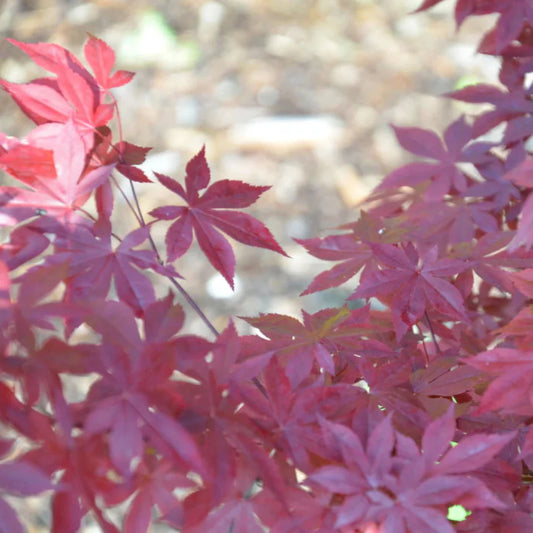 Oshu Beni Japanese Maple showing vivid red leaves and layered branching