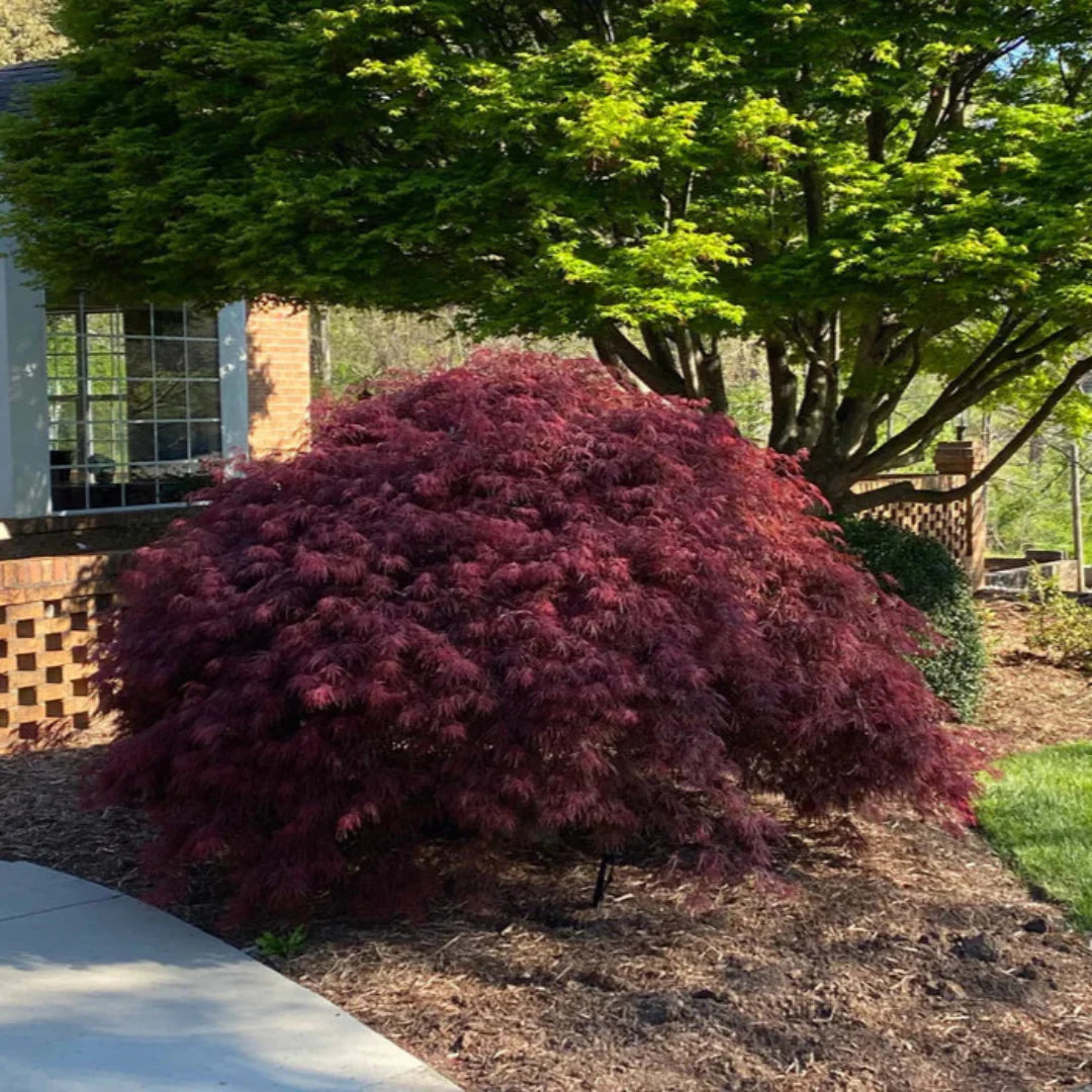 Weeping Tamukeyama Maple displaying bright red laceleaf foliage in a garden setting