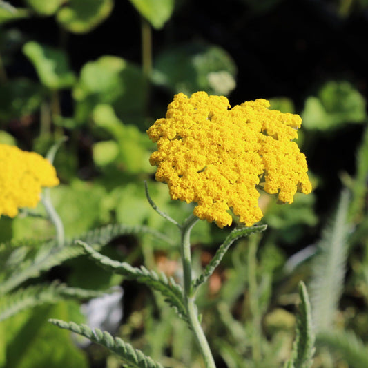 Close-up of Achillea Coronation Gold blooms with vibrant color