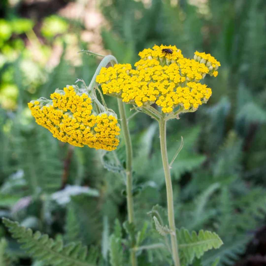 homeandgardensforless.com