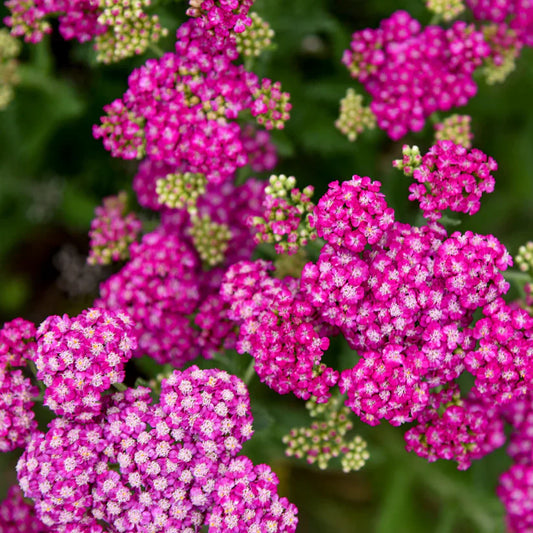 Achillea Firefly Collection 'Firefly Fuchsia'