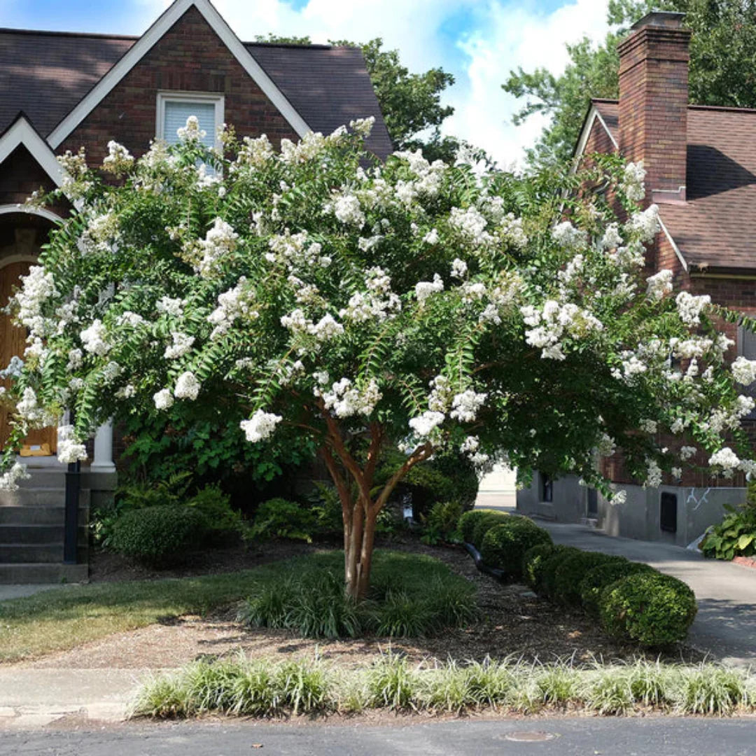 Acoma White Crape Myrtle in full bloom showing abundant white flower clusters