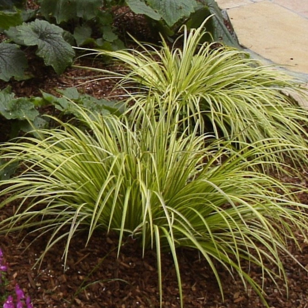 Acorus Ogon ornamental grass with variegated foliage
