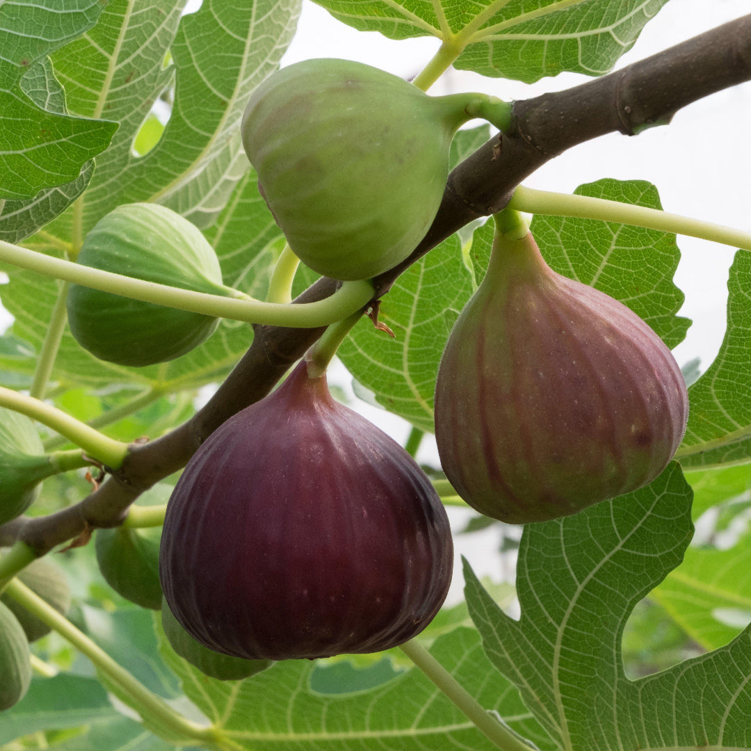 Sweet Magnolia fig fruit tree with ripe fresh figs on branches in home garden