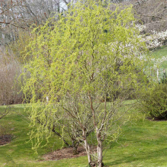 Corkscrew Willow Tree – Curly Willow | Twisted Branches | Fast Growing | Zones 4–8 live plant for landscaping and home gardens
