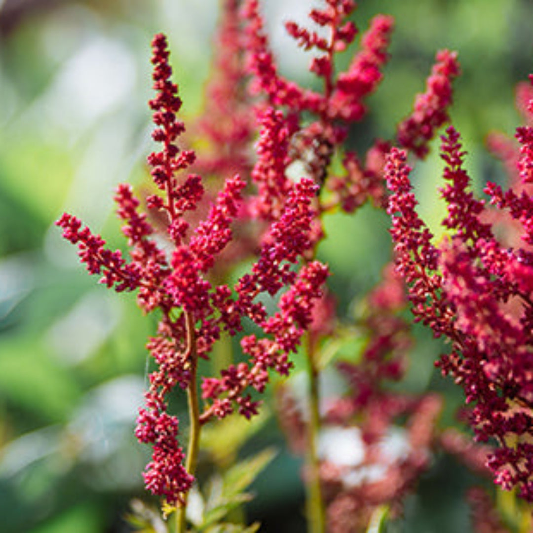 homeandgardensforless.com