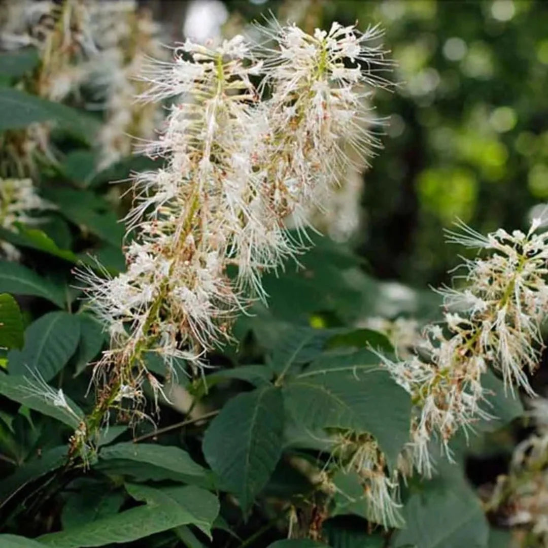 White Bottlebrush Buckeye – Native Spectacular White Summer Bloomer (Aesculus parviflora)