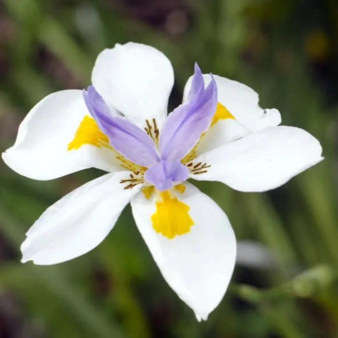 homeandgardensforless.com