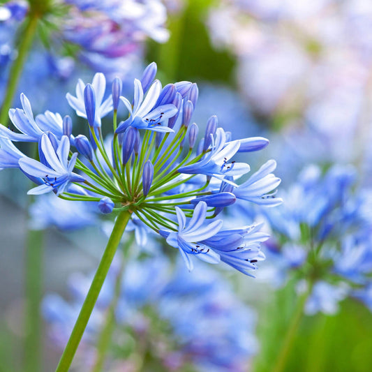 Agapanthus Lily of the Nile blooming with bright blue star-shaped flowers