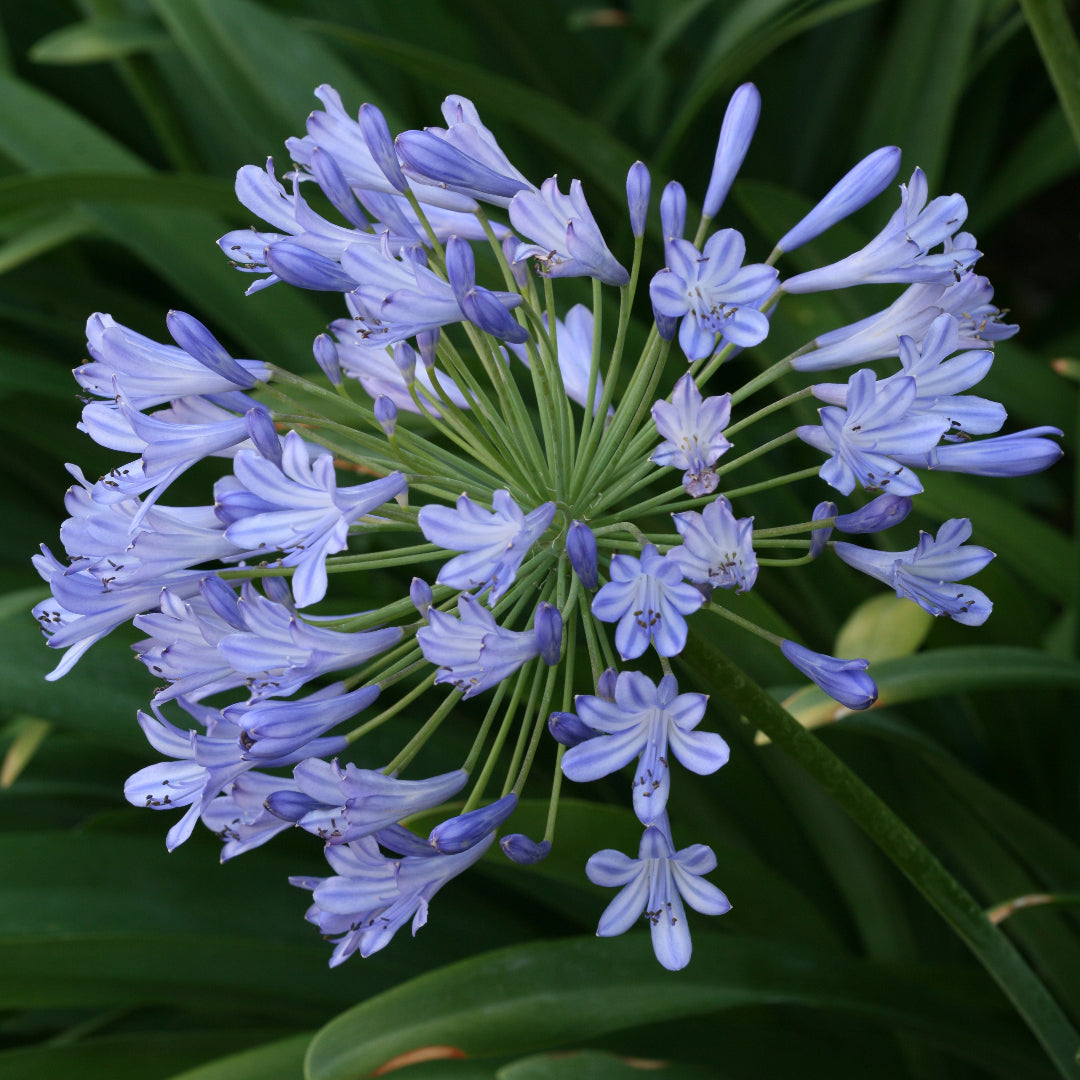 Post-bloom Agapanthus showing green strappy leaves and spent flower stalks