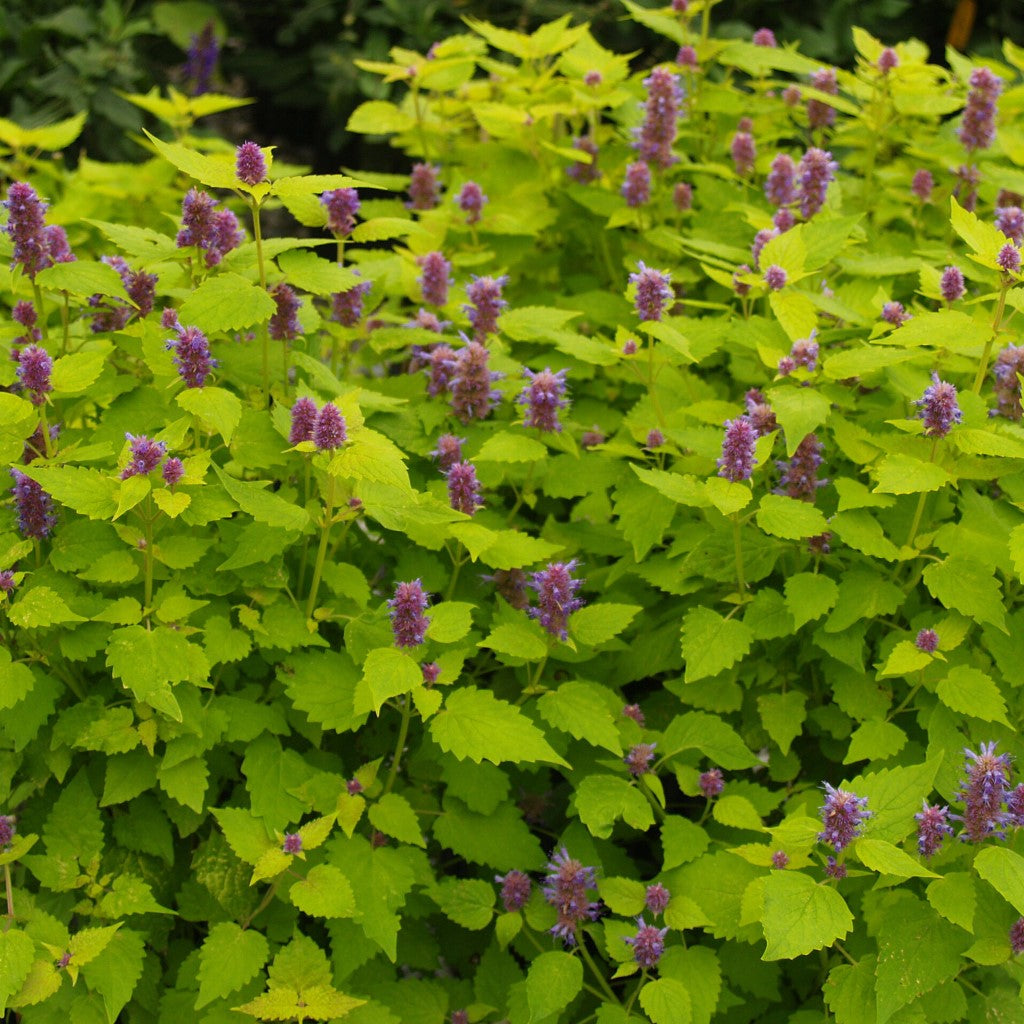 Agastache Foeniculum Golden Jubilee Anisehyssop_Golden Hyssop Herb Has Golden-Green Colored Foliage with Contrasting Blue Flo