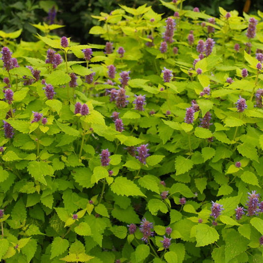 Agastache Foeniculum Golden Jubilee Anisehyssop_Golden Hyssop Herb Has Golden-Green Colored Foliage with Contrasting Blue Flo