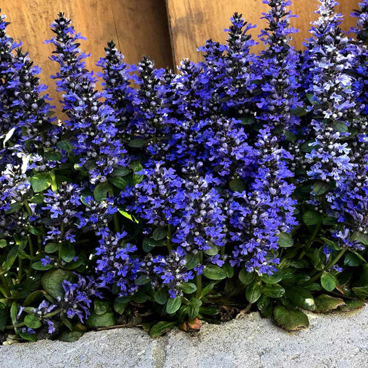 Ajuga Reptans Blueberry Muffin – evergreen