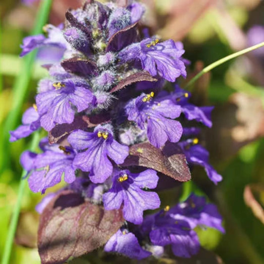 Ajuga Catlin’s Giant foliage and flowers