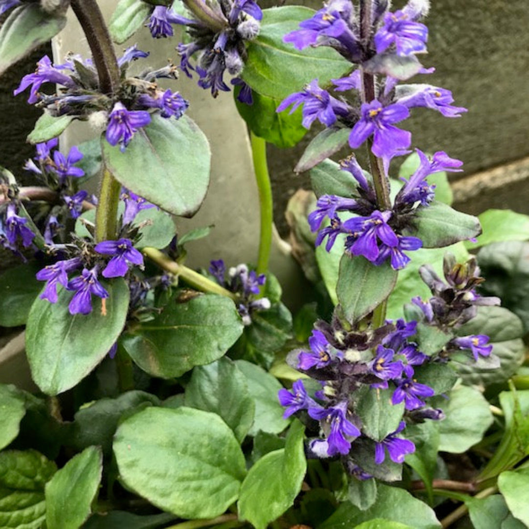 Ajuga Catlin’s Giant with blue-purple flowers