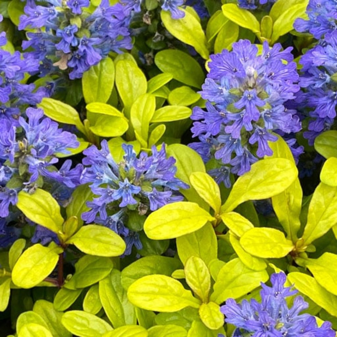 Ajuga Feathered Friends Cordial Canary – evergreen